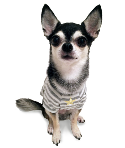 15aw-border-t-dog3.jpg