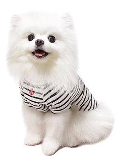 16ss-border-t-dog1.jpg