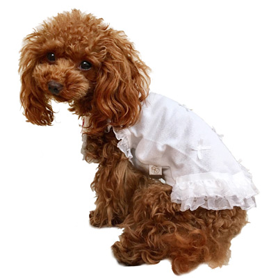 17ss-coolop-dog3.jpg
