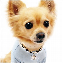 skullchainnacklacechaku250.jpg